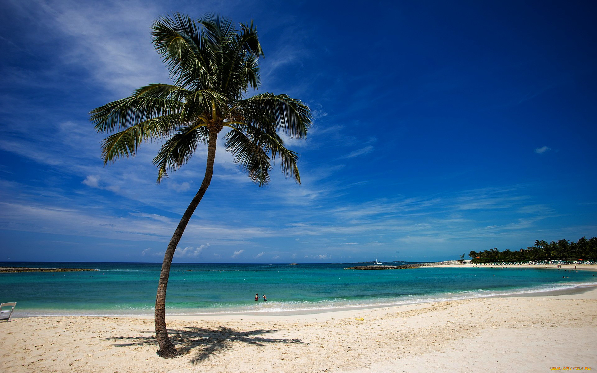Фото пляжа с пальмами и морем